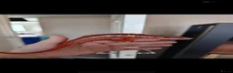 Chameleon reptiles for sale: Young panther chameleon  - Advert 1