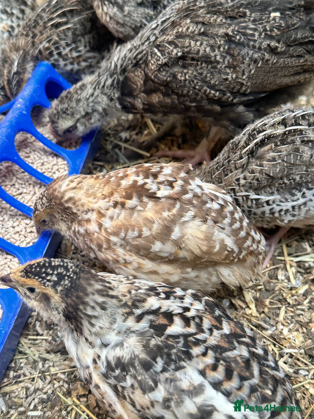 Quail poultry for sale: Coturnix quails - Advert 9