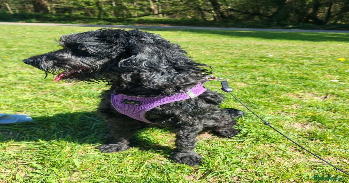 Rehoming Cockapoo (shadow) for sale in Southampton | Pets4Homes