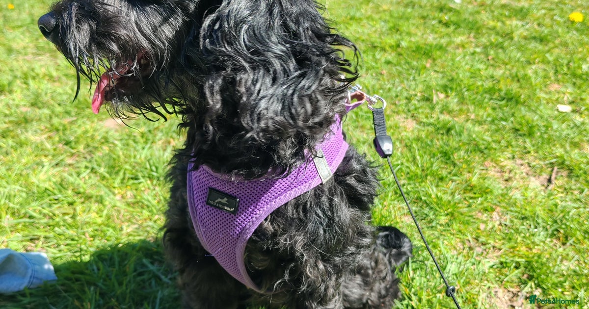 Rehoming Cockapoo (shadow) for sale in Southampton | Pets4Homes