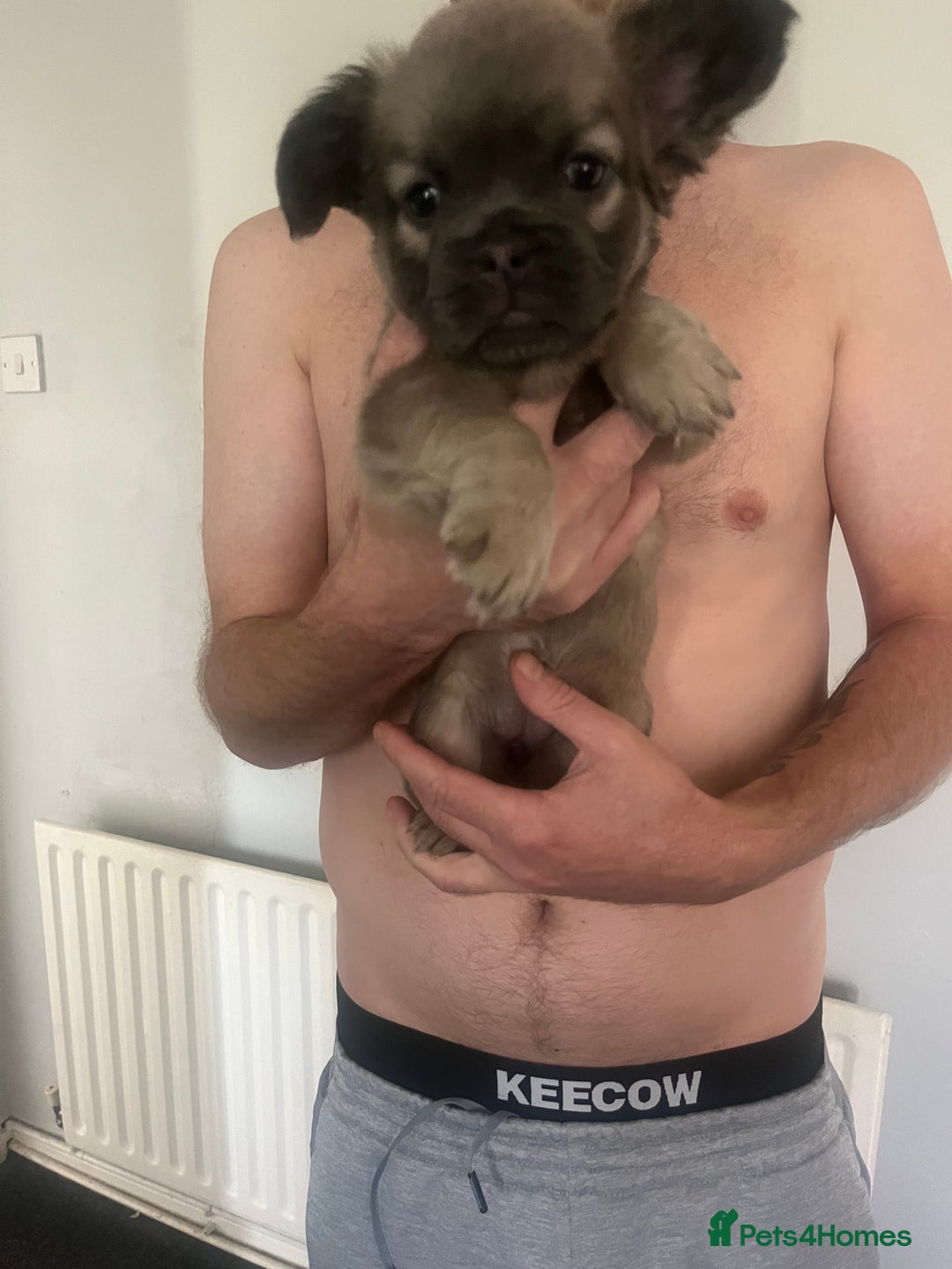 French Bulldog dogs for sale: Fluffy french bulldogs  - Image 1