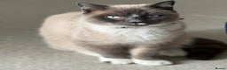 Snowshoe cats for sale: Skye the Snowshoe Cat - Advert 6