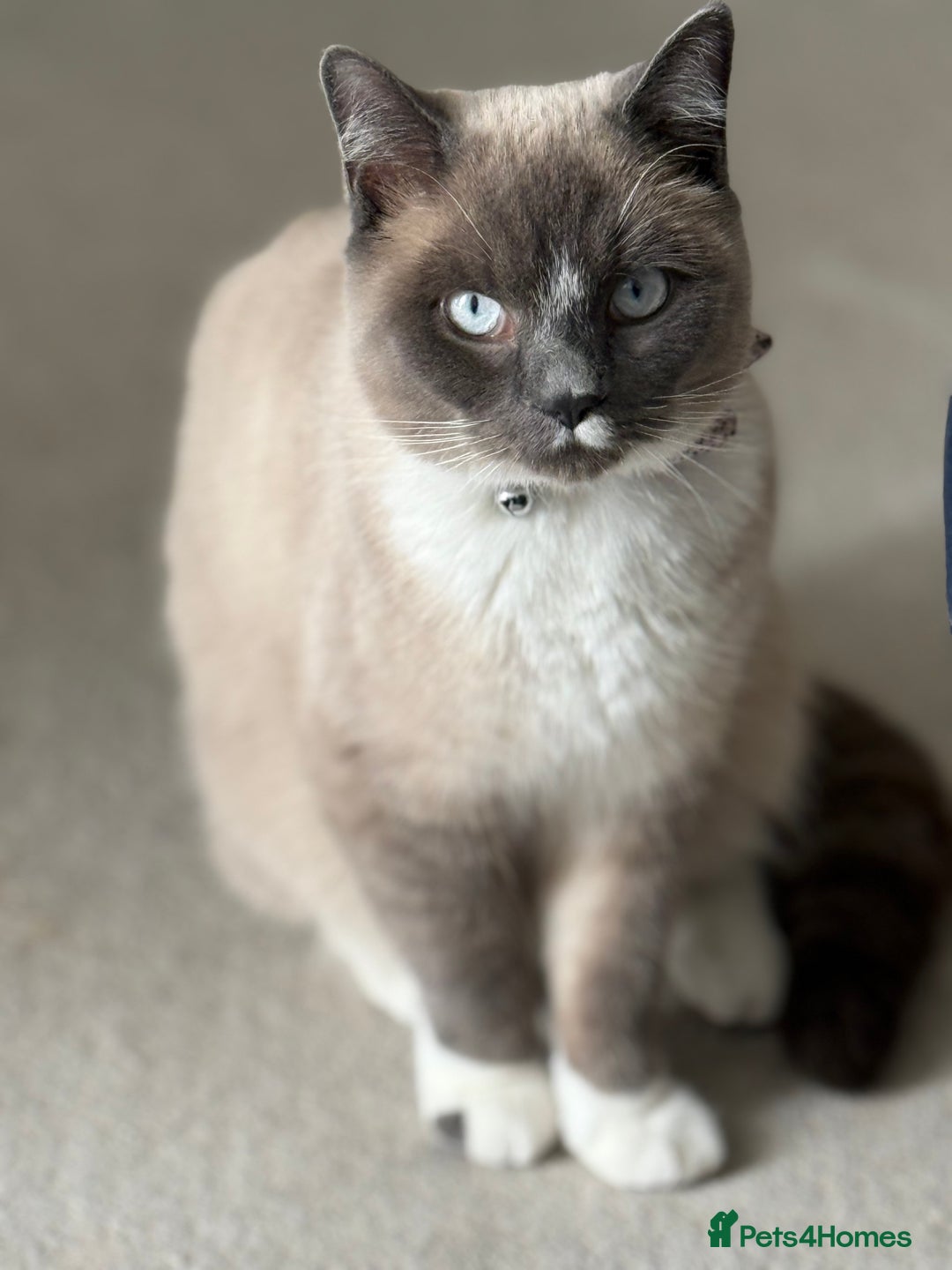 Snowshoe cats for sale: Skye the Snowshoe Cat - Advert 6