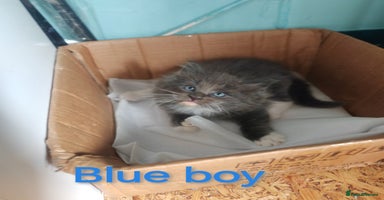 Ragcoon cats - Advert 10