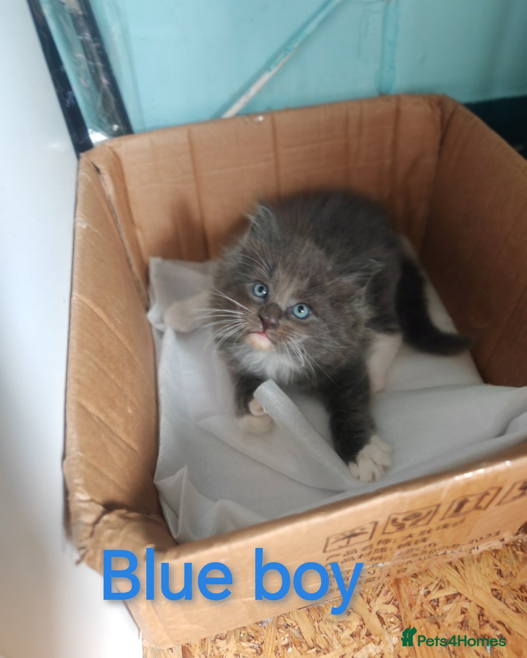 Ragcoon cats for sale: Amazing ragcoon kittens looking for lovely home  - Image 3