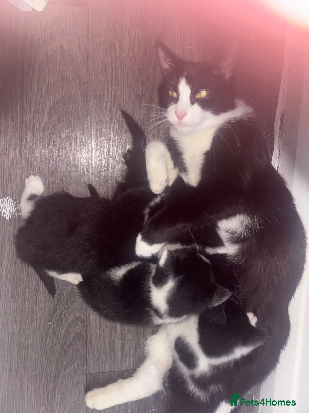 Mixed Breed cats for sale: Kittens  in Thetford - Advert 9