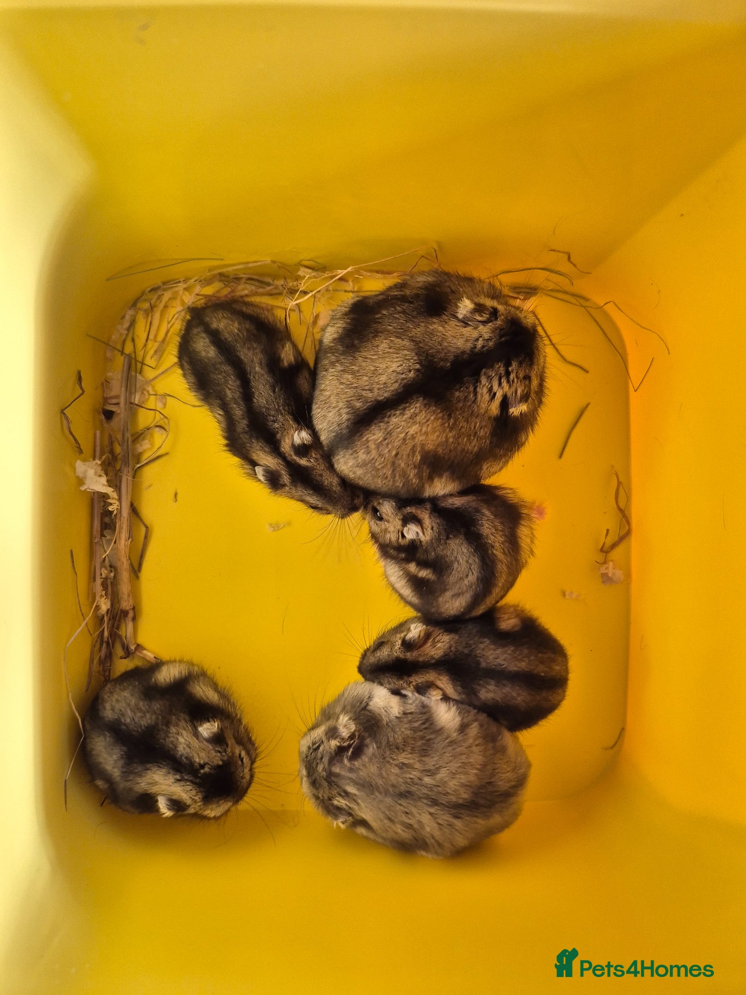 Hamster rodents for sale: Pedigree dwarf baby hamsters - Advert 3