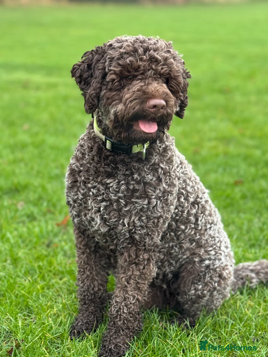 Lagotto Romagnolo dogs for stud: Max - KC registered lagotto in Pudsey - Advert 1