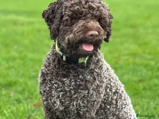 Lagotto Romagnolo dogs Max - KC registered lagotto in Pudsey - Advert 2