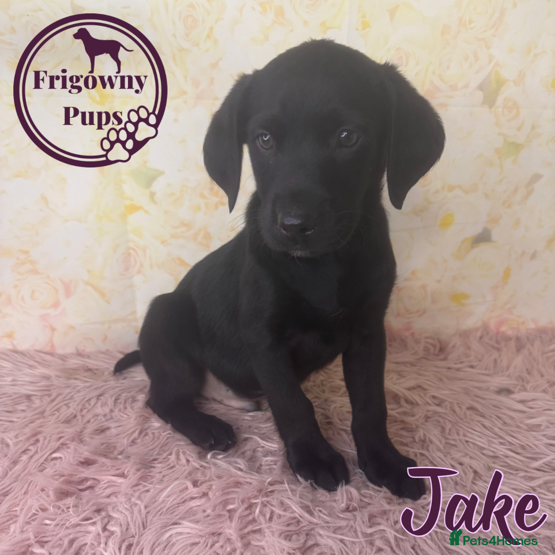 Labrador Retriever dogs for sale: Adorable KC Reg Labrador Puppies *Ready Now* - Image 8
