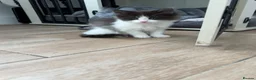 Mixed Breed cats for sale: 2 BLACK AND WHITE MALE DLH READY NOW - Advert 12