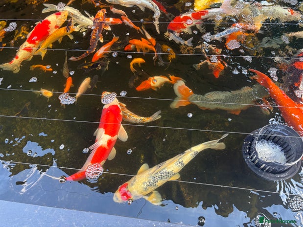 Koi Carp fish - Advert 17