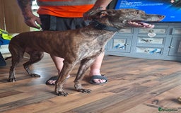 Mixed Breed dogs for sale: Adult lurcher  - Image 2