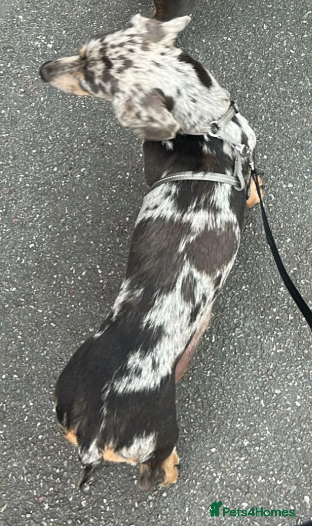 Dachshund dogs for sale: Looking for home  - Advert 3