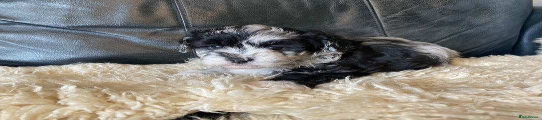 Shihpoo Puppy 6
