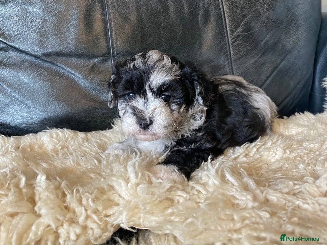 Shihpoo dogs for sale: Adorable F1 ShihPoo puppies in Faversham - Image 11