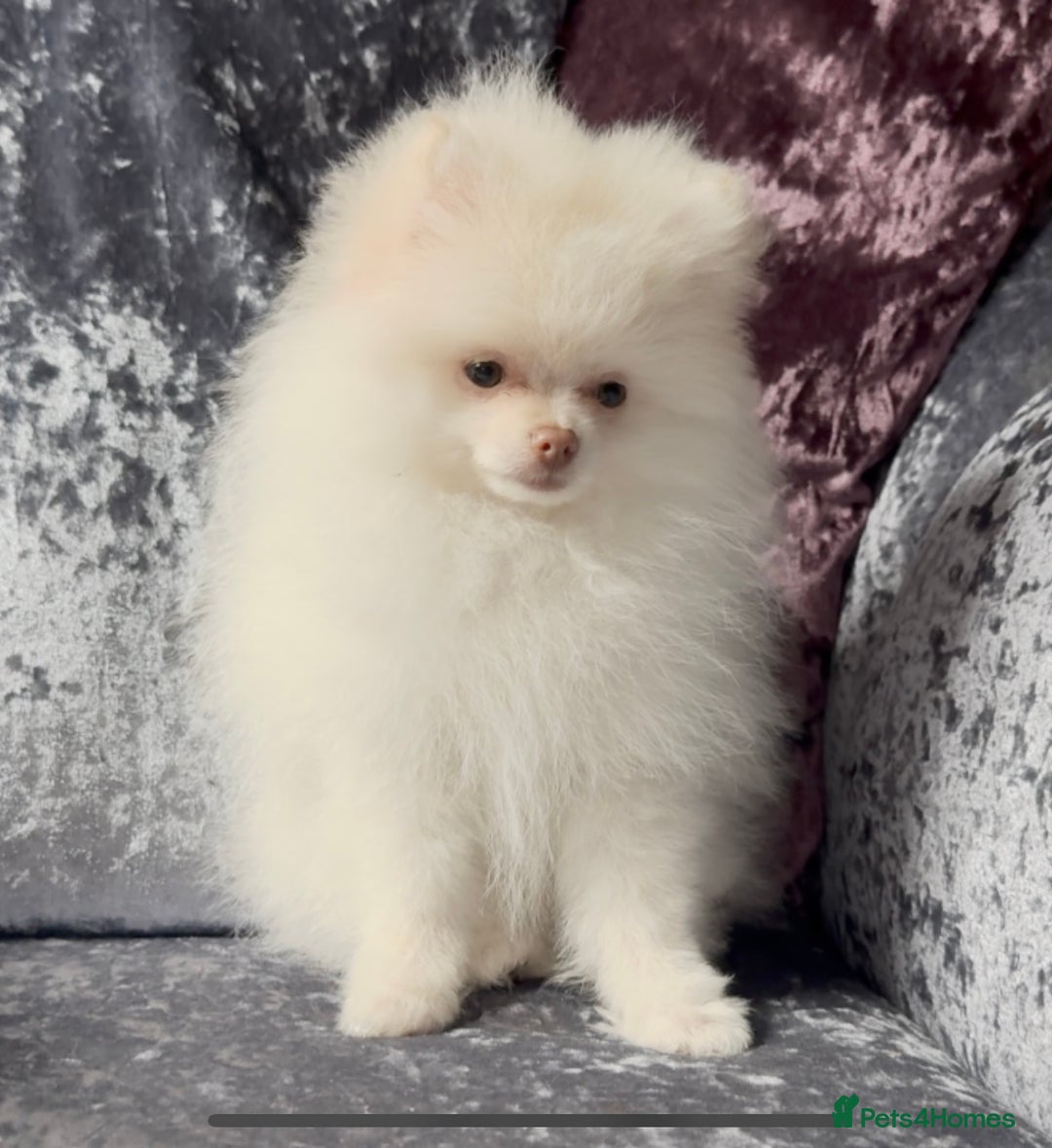 Pomeranian dogs for sale: Pomeranian puppies white - Advert 4