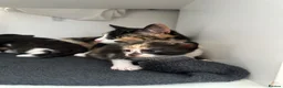 Domestic Shorthair cats for sale: 3 kittens for sale in Bexhill-on-Sea - Advert 5