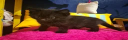 Mixed Breed cats for sale: Female kitten  in Glasgow - Advert 4
