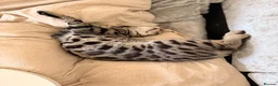 Bengal cats for sale: 🖤Triple Grand Champion — TICA - Registered Bengal - Advert 16