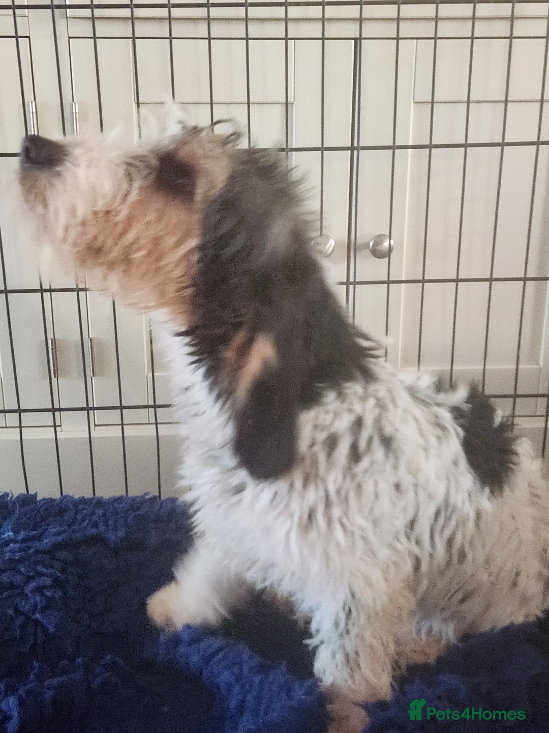 Basset Griffon Vendeen dogs for sale: Griffon grand bassets  - Advert 4