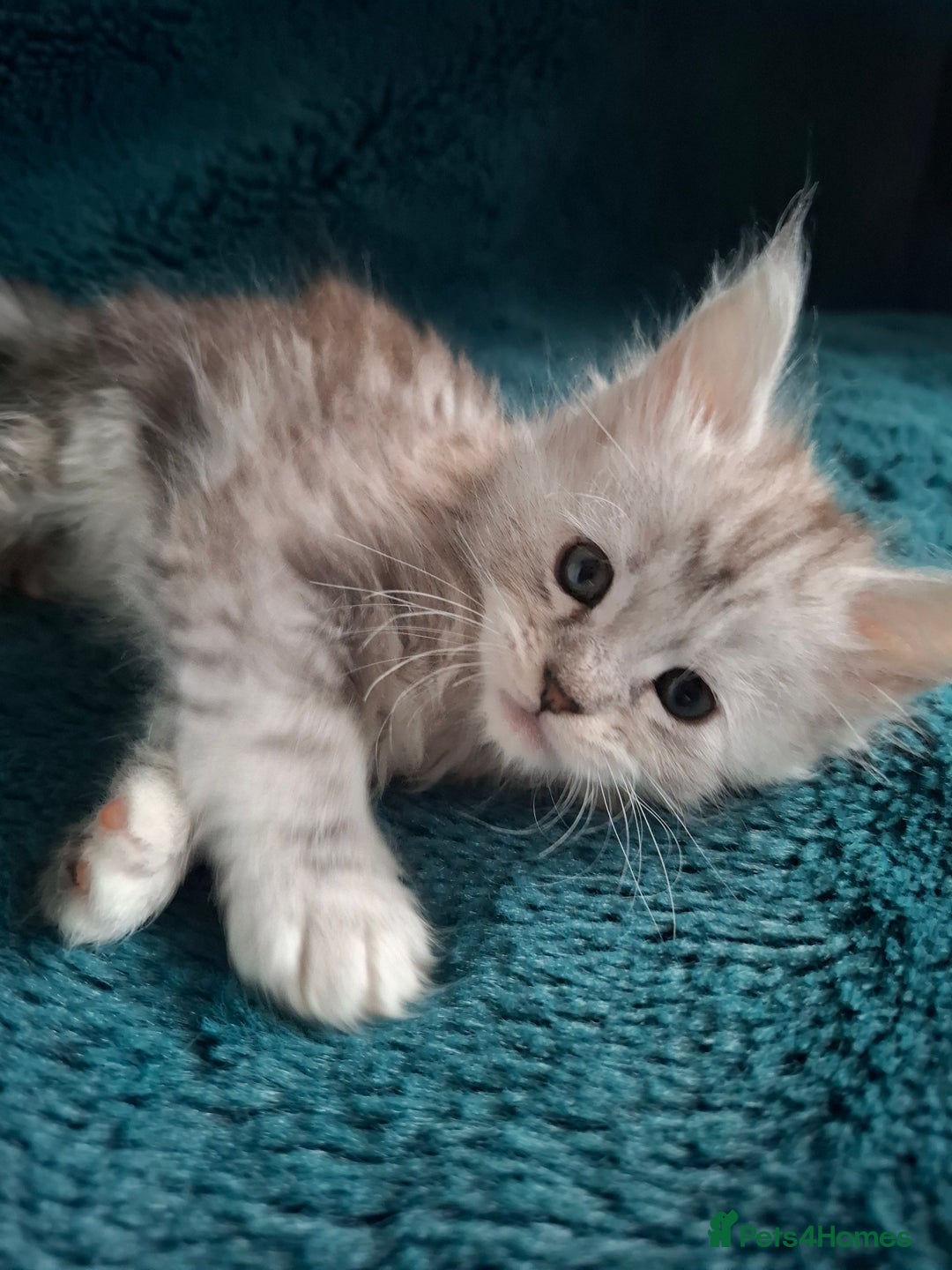 Maine Coon cats for sale: Tica Registered Maine Coon Kittens - Advert 5