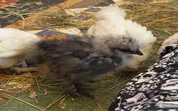 Chickens poultry for sale: GORGEOUS HAND REARED MIXED SEX SILKIE CHICKS 🐥 - Image 7