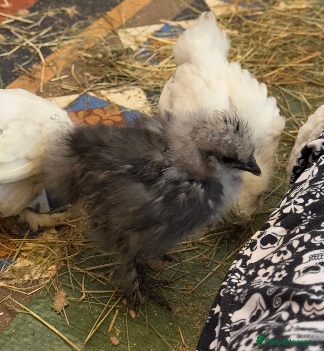 Chickens poultry for sale: GORGEOUS HAND REARED MIXED SEX SILKIE CHICKS 🐥 - Image 7
