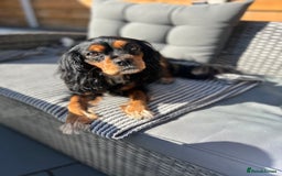 Cavalier King Charles Spaniel dogs for sale: Adorable Cavalier King Charles Spaniel - Image 3