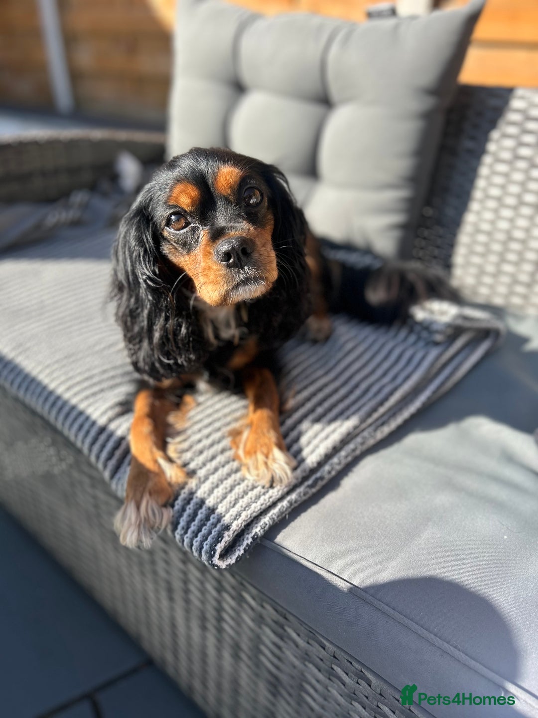 Cavalier King Charles Spaniel dogs for sale: Adorable Cavalier King Charles Spaniel - Image 3