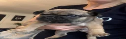 French Bulldog dogs for sale:  🐾 STUNNING KC REG FRENCH BULLDOG PUPPIES  in Livingston - Advert 29
