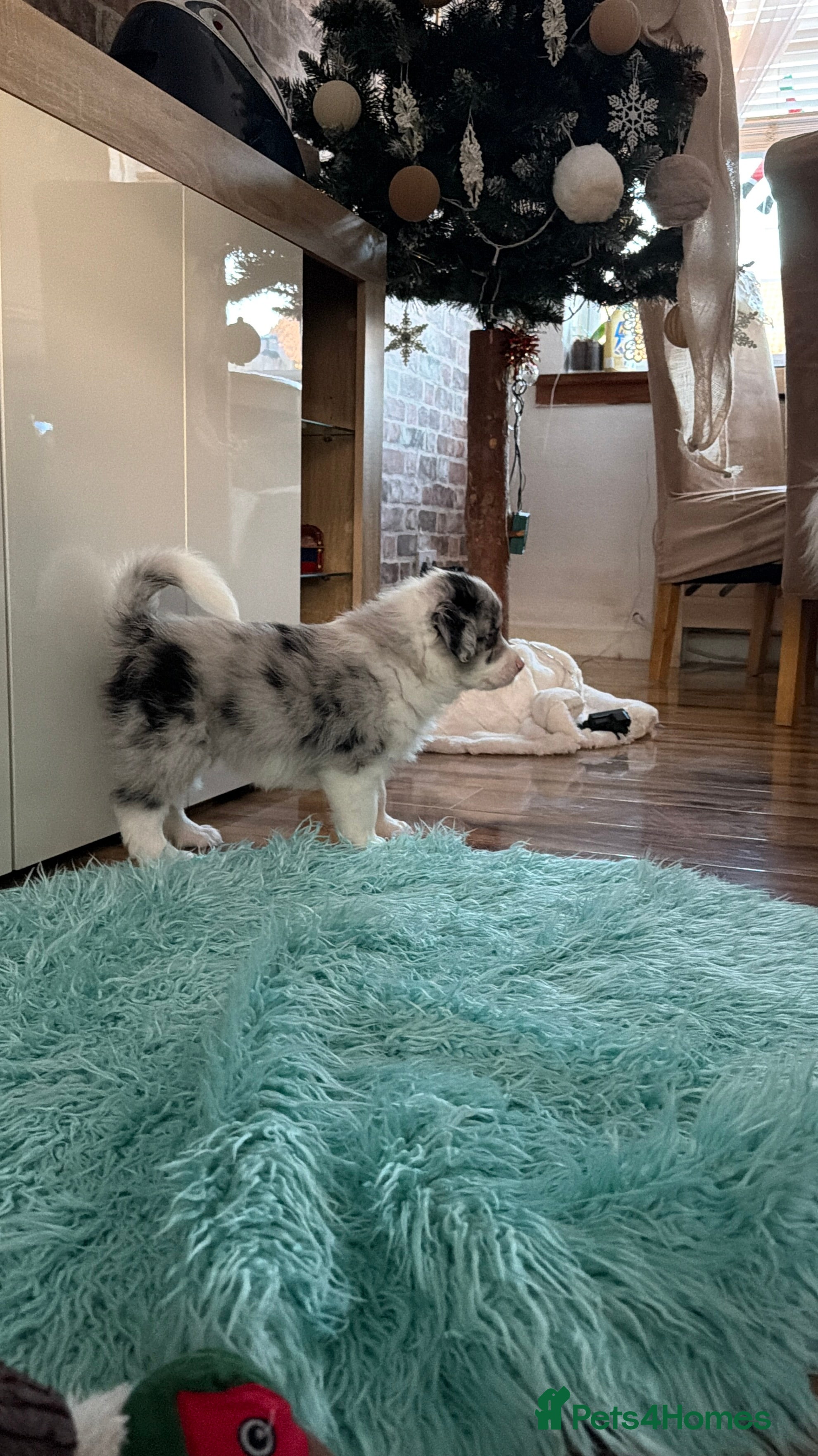 Border Collie dogs Stunning puppies from international champion line. - Advert 1