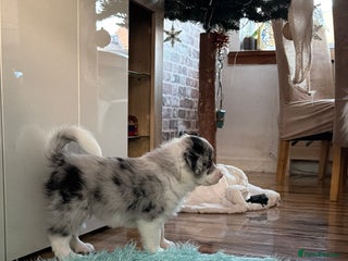 Border Collie dogs Stunning puppies from international champion line. - Advert 5