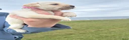 Labradoodle dogs for sale: Beautiful labradoodle puppies smart and gently in Fraserburgh - Advert 12