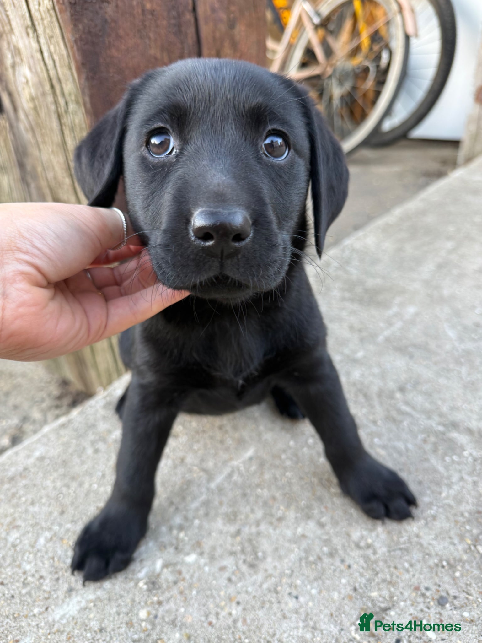 Labrador Retriever dogs Black Labrador puppies  - Advert 1