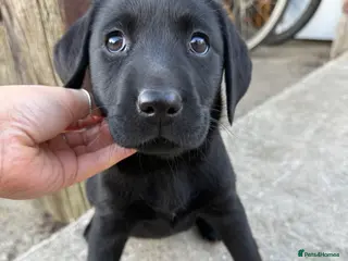 Labrador Retriever dogs Black Labrador puppies - Advert 1