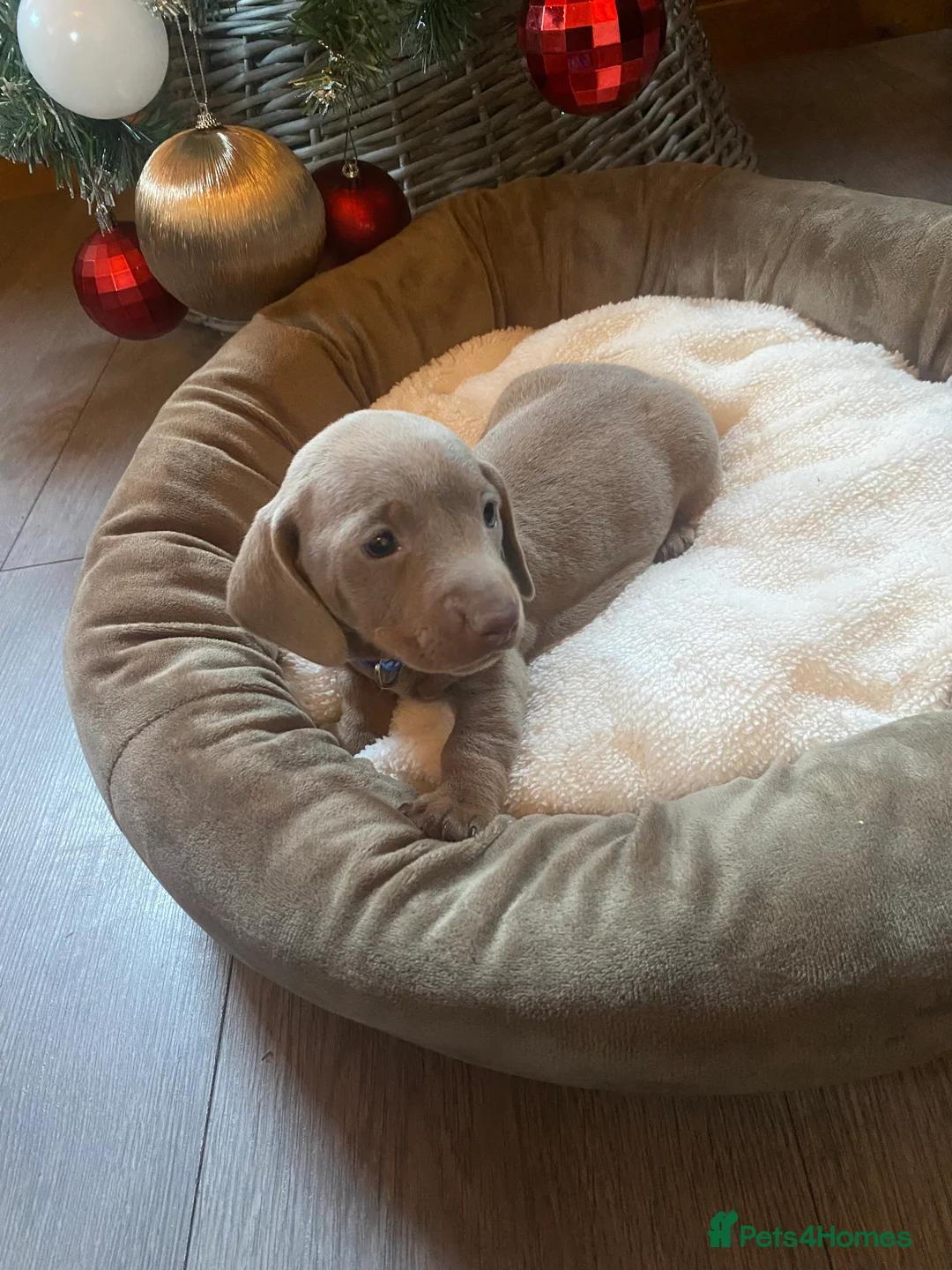Miniature Dachshund dogs for sale: Miniature Dachshund last puppie 🏠  - Advert 2