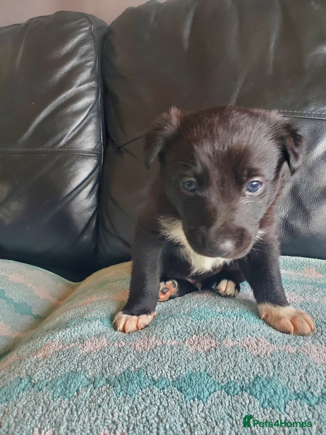 Mixed Breed dogs for sale: 2 male puppies for sale.  - Advert 7