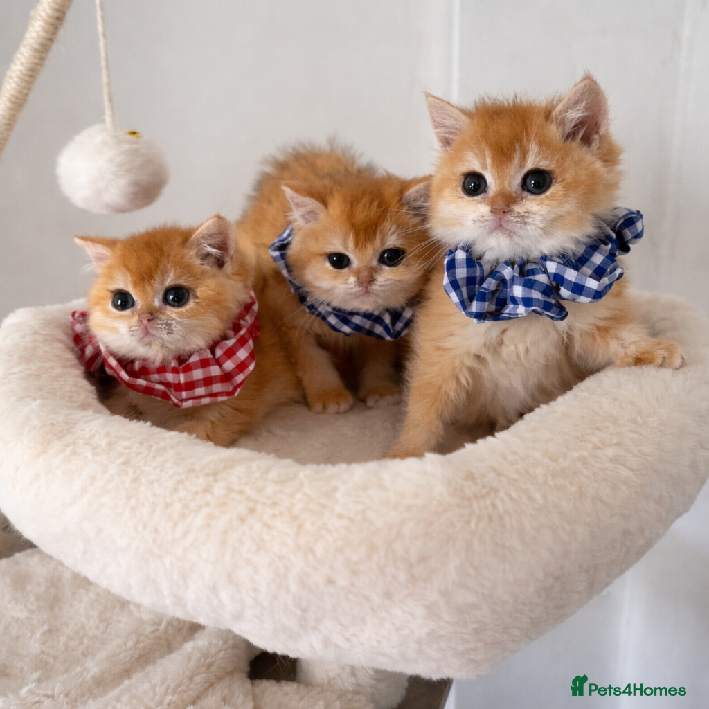 British Shorthair cats 🏆Tica Registered ny12 British Shorthair Kittens🏆 - Advert 2