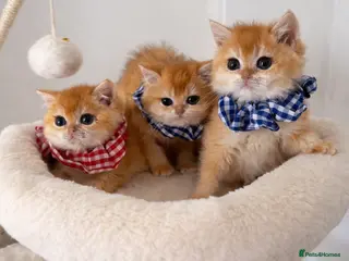 British Shorthair cats 🏆Tica Registered ny12 British Shorthair Kittens🏆 - Advert 2