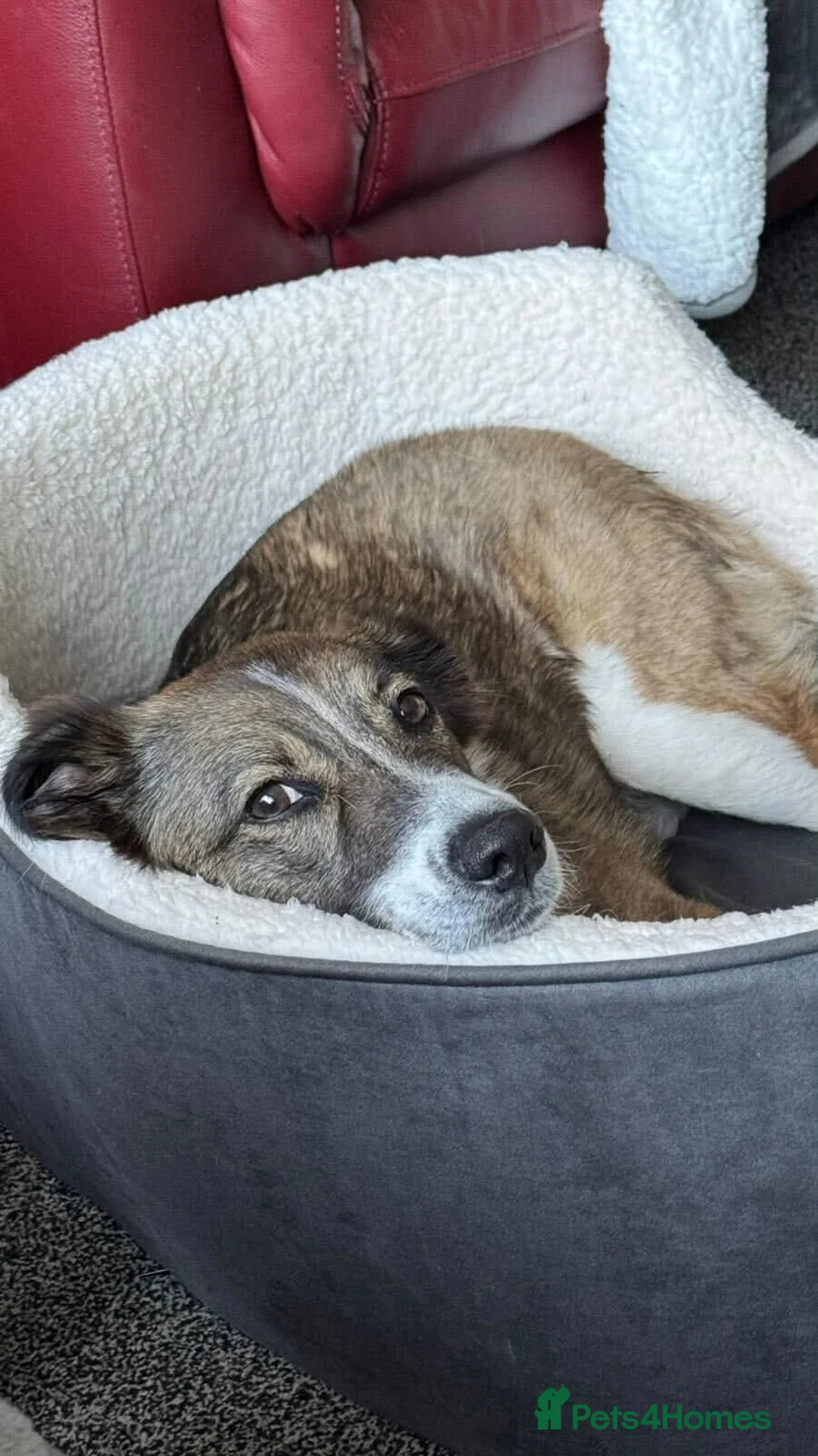 Mixed Breed dogs for adoption: Meet Bella, currently residing in Merseyside  - Advert 2