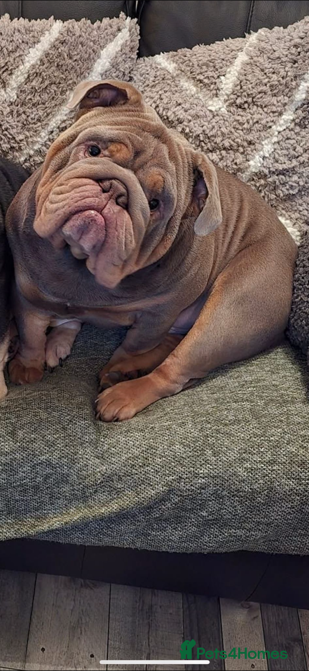 English Bulldog dogs for sale: Kc litter outstanding bloodlines bulldog pups  - Image 32