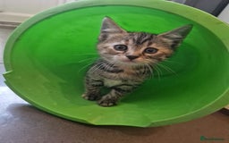 Mixed Breed cats for sale: Adorable Kittens Ready for Their New Homes! 🐾 - Image 7