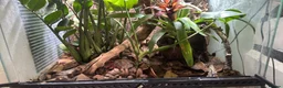 Frog reptiles for sale: RETF in an Exo Terra 60x60x45 Bioactive Terrarium in Tadley - Advert 2