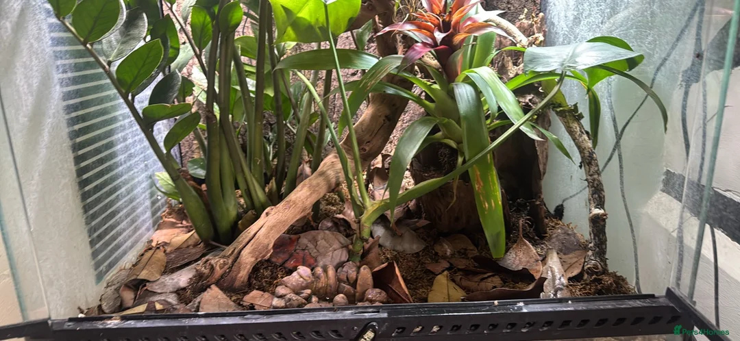 Frog reptiles for sale: RETF in an Exo Terra 60x60x45 Bioactive Terrarium in Tadley - Advert 2