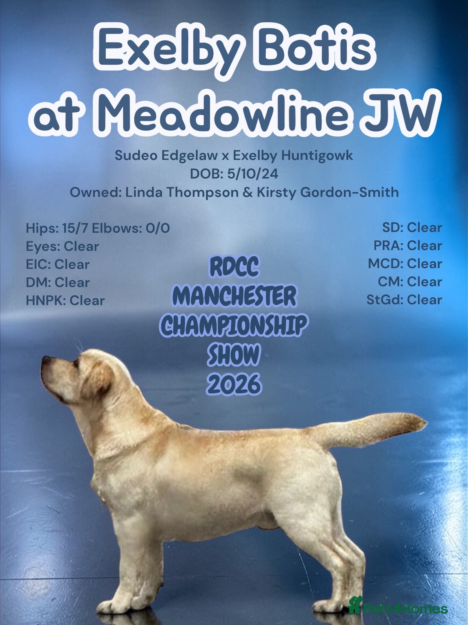 Labrador Retriever dogs Exelby Botis @Meadowline - Advert 6