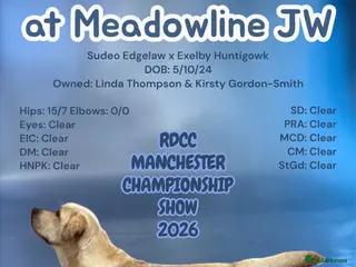 Labrador Retriever dogs Exelby Botis @Meadowline - Advert 1
