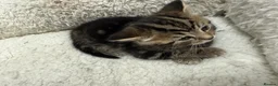 British Shorthair cats for sale: British short Hair  in London - Advert 6