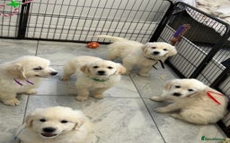 Golden Retriever dogs for sale: Wonderful happy golden retriever puppies  - Image 12