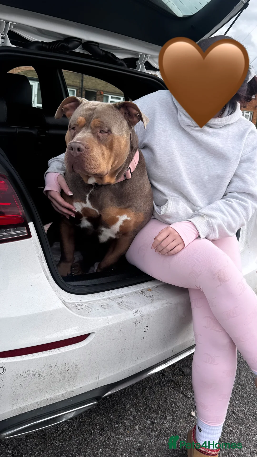 American Bully dogs for sale: Lilo the standard bully  - Advert 10